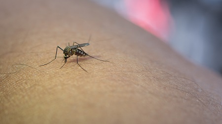 West Nile Virus:
