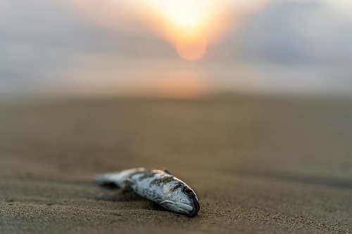 Microplastiche nella dieta